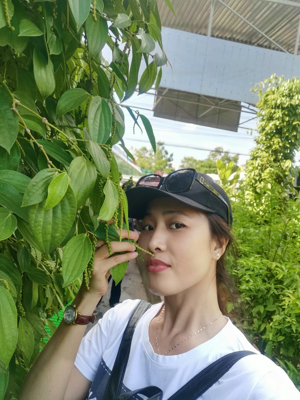 Tường vy